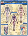 Circulatory System (ebook)