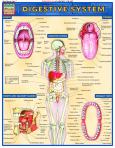 Digestive System (ebook)