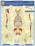 Muscular Origins & Insertions (ebook)