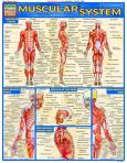 Muscular System (ebook)