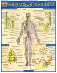 Nervous System (ebook)