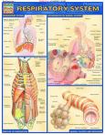 Respiratory System (ebook)