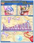 Reproductive System (ebook)