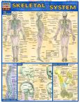 Skeletal System (ebook)