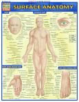 Surface Anatomy (ebook)