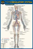 Circulatory System - Pocket Guide