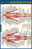 Muscular System - Pocket Guide