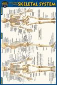 Skeletal System - Pocket Guide